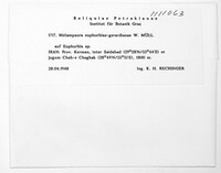 Melampsora euphorbiae image